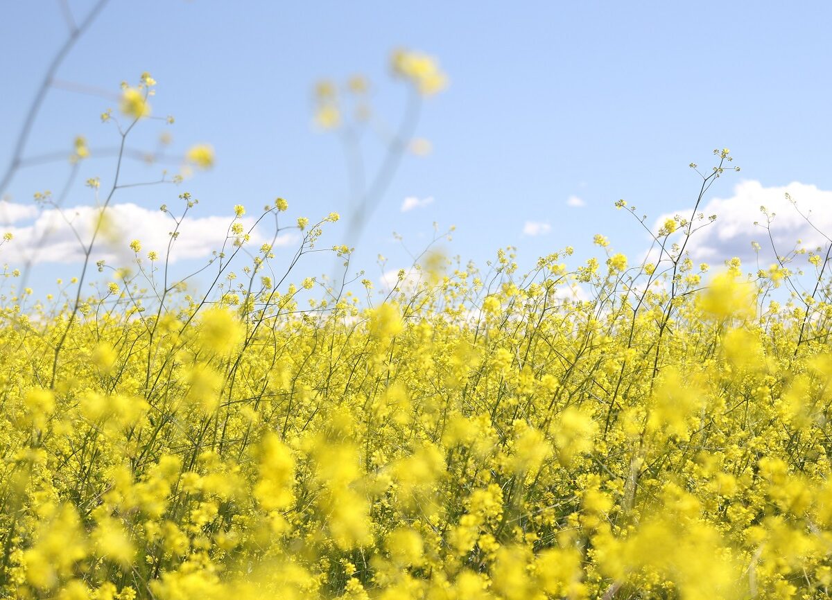 collaborative Law Family Law Edinburgh